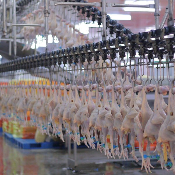 Integrated Broiler Cutting Line | High-Precision Portioning System