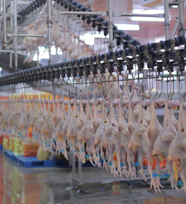 chicken Feet Processing machine 2602 Integrated Broiler Cutting Line