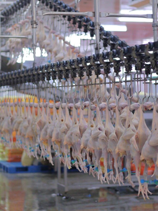 Integrated Broiler Cutting Line