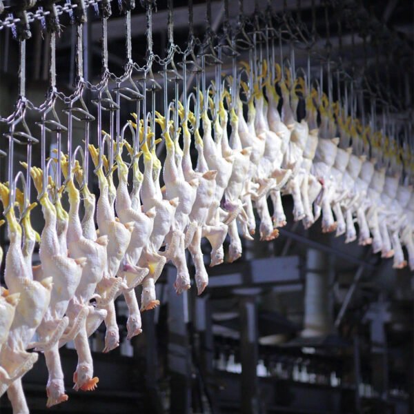 3000–8000 BPH Industrial Poultry Processing Line | Fully Automatic Slaughter System