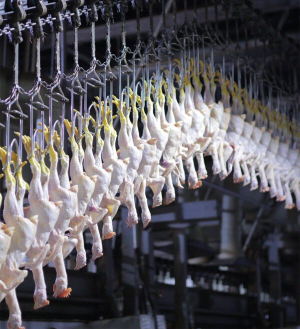 3000–8000 BPH Industrial Poultry Processing Line | Fully Automatic Slaughter System
