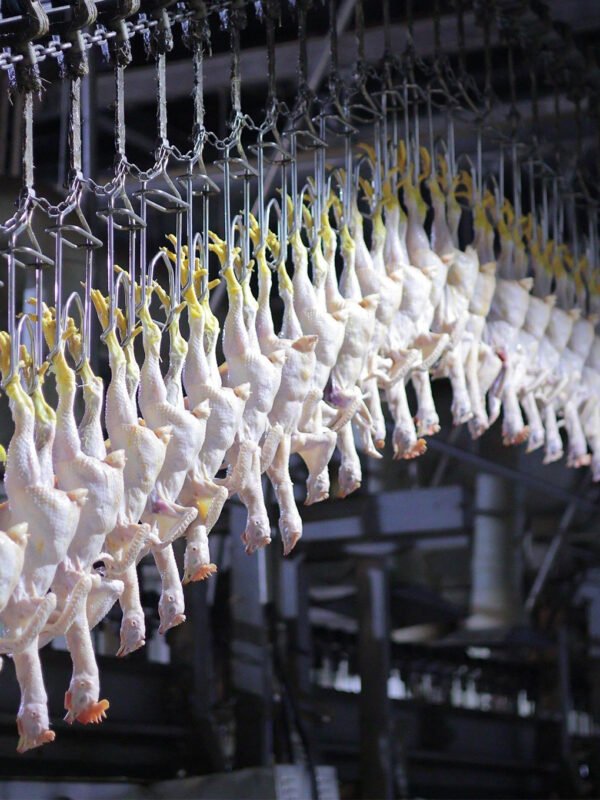 3000–8000 BPH Industrial Poultry Processing Line | Fully Automatic Slaughter System