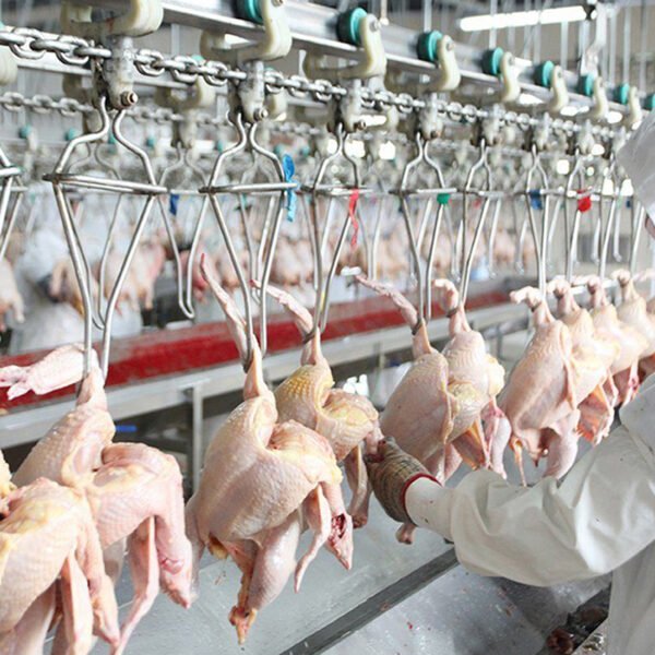 8000–15000 BPH Large Scale Poultry Slaughter Line | Turnkey Processing Solution
