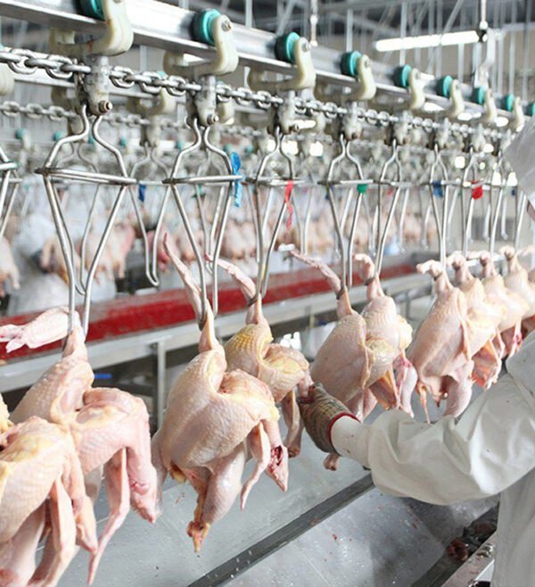 chicken slaughter machine-43 8000–15000 BPH Large Scale Poultry Slaughter Line | Turnkey Processing Solution
