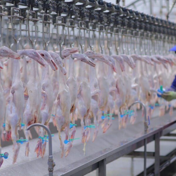 Automatic Poultry Cutting Line | Chicken Portioning & Processing System