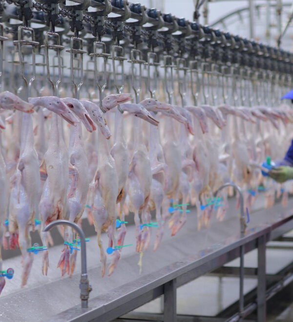 Automatic Poultry Cutting Line | Chicken Portioning & Processing System