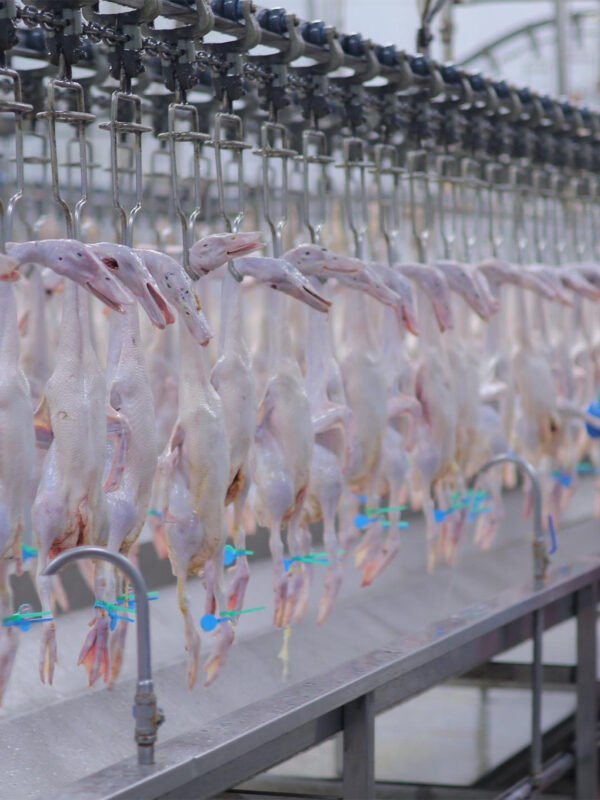 Automatic Poultry Cutting Line | Chicken Portioning & Processing System