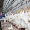1000–3000 BPH Automatic Poultry Slaughter Line | Industrial Chicken Processing Plant