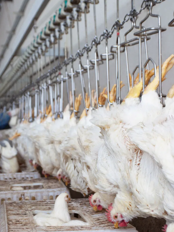 1000–3000 BPH Automatic Poultry Slaughter Line | Industrial Chicken Processing Plant