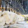 3000–8000 BPH Industrial Poultry Processing Line | Fully Automatic Slaughter System