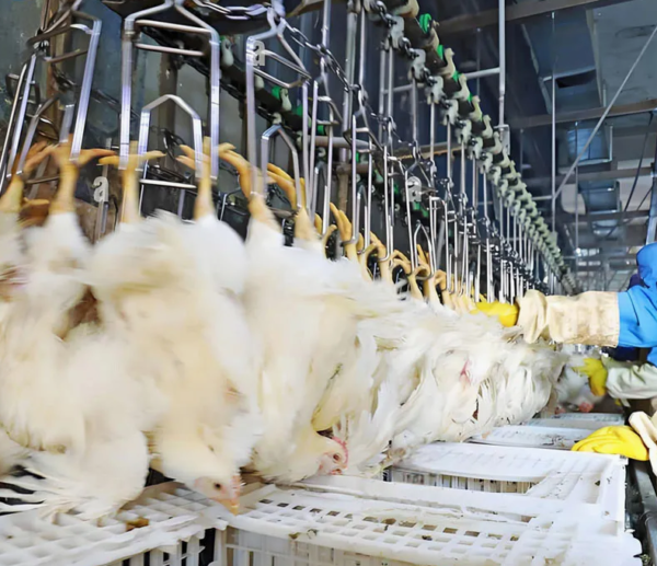 chicken slaughter line (7) 3000–8000 BPH Industrial Poultry Processing Line | Fully Automatic Slaughter System