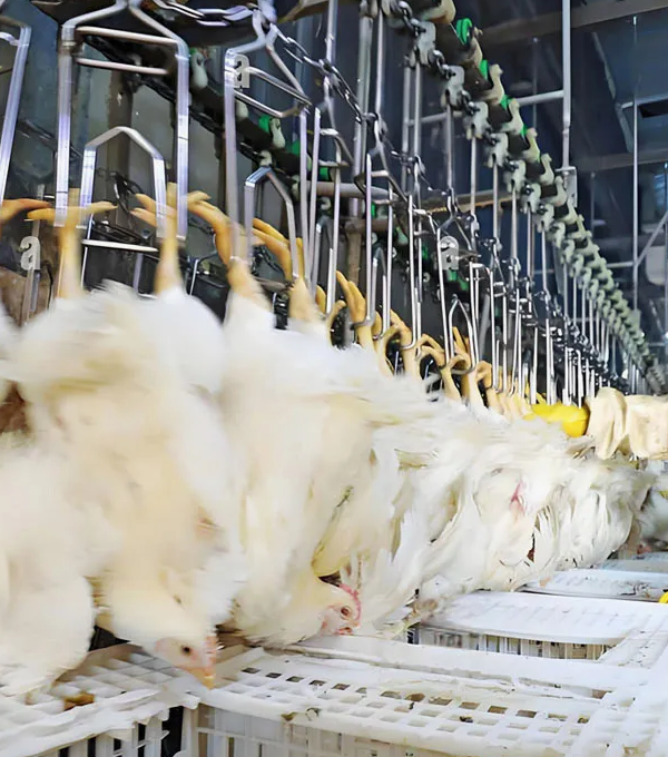 3000–8000 BPH Industrial Poultry Processing Line | Fully Automatic Slaughter System